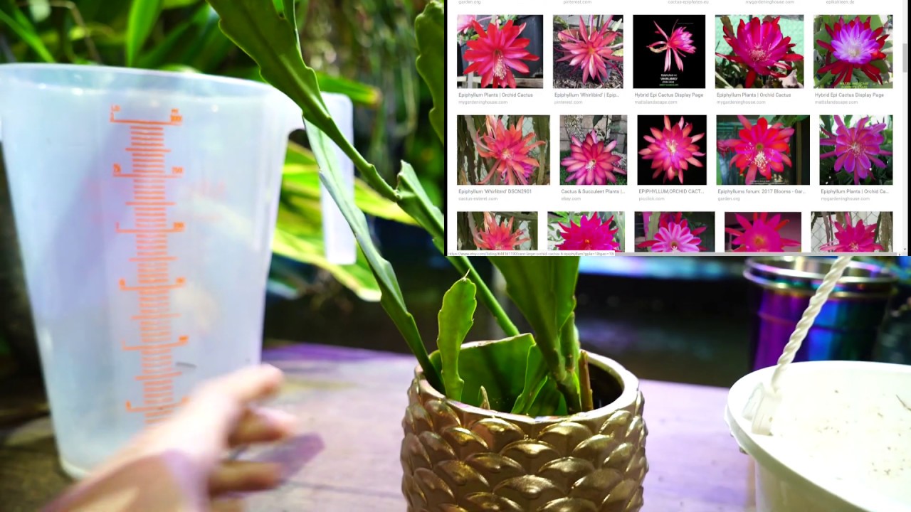 🌵🌺Potting Epiphyllum Cactus🌺🌵 