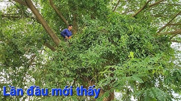 Khó khăn ! Cưa cây Mưa có rất nhiều dây leo / Hard ! Saw Trees Rain has a lot of vines | T350