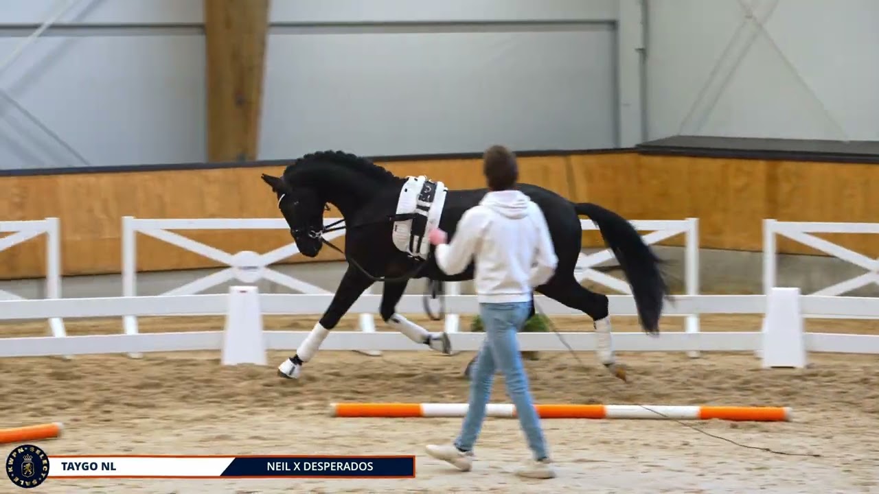 Taygo NL - Neil x Desperados