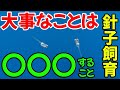 【初心者必見】メダカの針子を育てる極意を公開します【メダカ飼育】