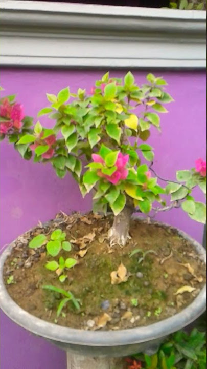 bonsai bougenville