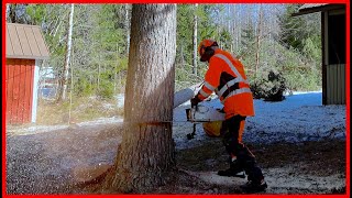 Even BIGGER Pine Tree To Be Removed Between Houses by Finnish Lumberjack 3,296 views 2 months ago 3 minutes, 22 seconds