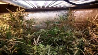 Autoflower Cannabis MMMP Grow Review 8 Strains Feminized Seed Project