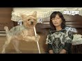 울집 강아지가 자꾸 효자손 짚고 두 발로 걷는데 정상인가요ㅣDog That Walks On Two Feet With A Cane LOL