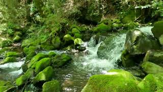 飛龍の滝(上流)