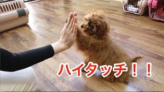 ハイタッチを上手に決めてくれました 犬のしつけは大阪のsmart Dog Youtube