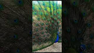 original video of peacock dance 🦚🦚🦚🦚🦚🦚🦚🦚🦚🦚🦚
