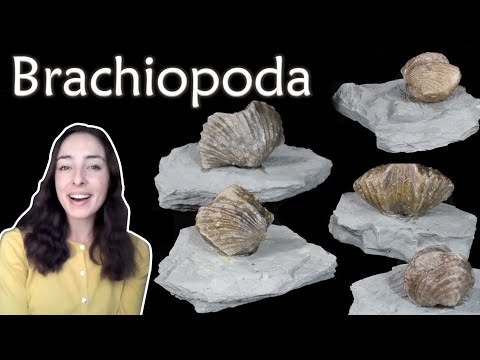 Brachiopoda - Invertebrate Paleontology | GEO GIRL