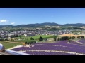 Lavenders in Furano!