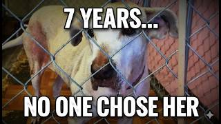 This Dog Waited 7 Years in a Shelter. Then This Happened