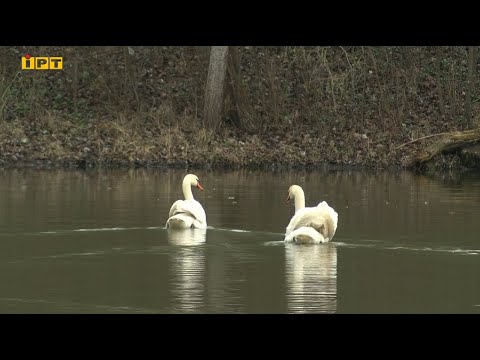 ІРТ Полтава: До Полтавського дендропарку повернулася пара лебедів — Наталка і Петро