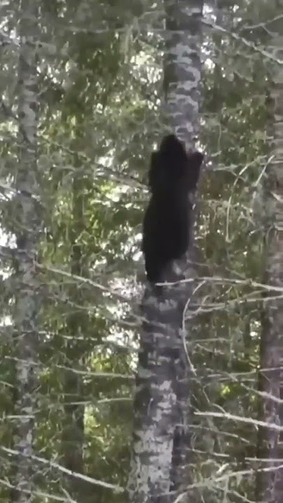 A black bear does the impossible in order to eat pure honey