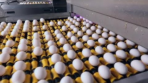 Eggs On A Conveyor Stock Video