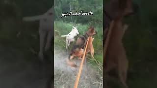 jogi bablo sweety #hunter #junglehunter