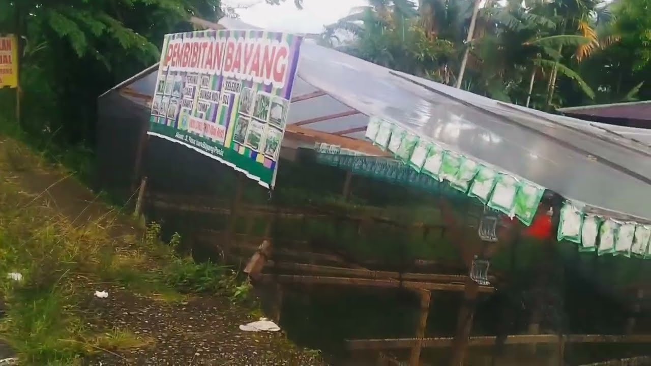 Update Pertanian: Beli Bibit Cabe di Pasar Baru Bayang, Tips Pilih yang Berkualitas 