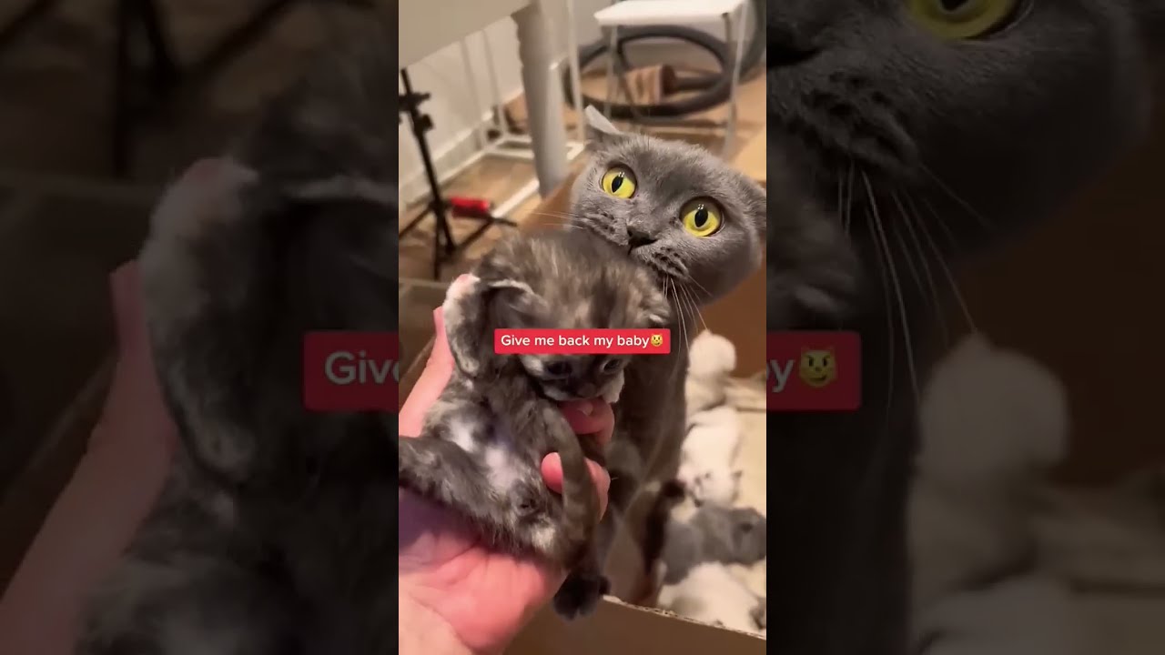  Mother Cat Protects Kitten Maternal Instincts