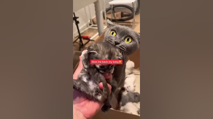 😱Mother Cat Protects Kitten: Maternal Instincts