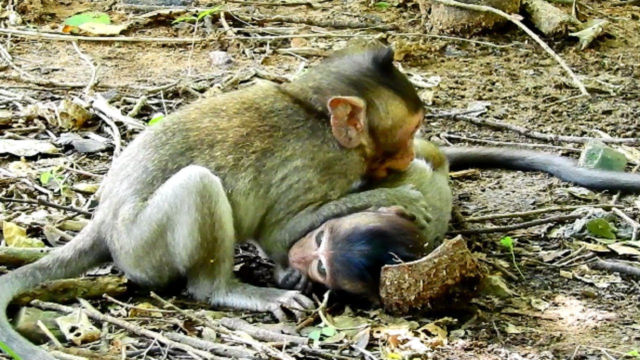 What's Little Boy Monkey Doing Carlino Orphan Monkey Baby Like this! Wish Best All For Little!