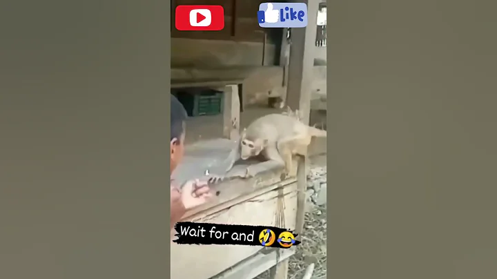 Judo karate aur Monkey🐒🤣🤣 || #shorts #comedy #monkey #viral #funny