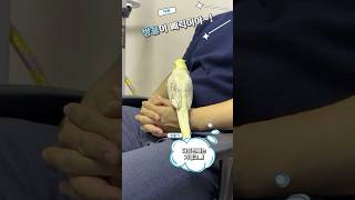아빠가 좋은 앵이🦜💛 #앵무새 #왕관앵무새 #반려앵무 #앵무새브이로그 #왕관앵무
