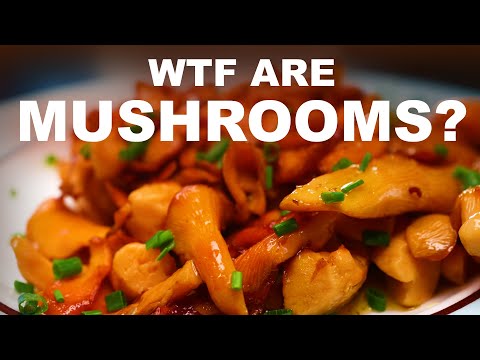 Video: Mushrooms: Meat Or Vegetables