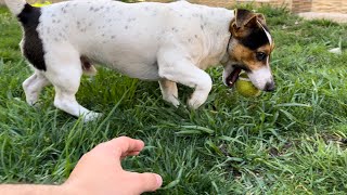 Jack Russell Terrier doesn't want to give the ball  Funny Dog