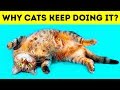 Why Cats Lie on Their Backs When They See You