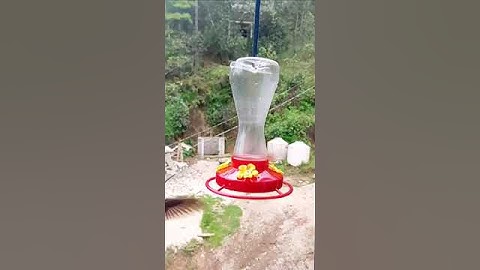 Captivating Slow Motion Humming Bird Moments