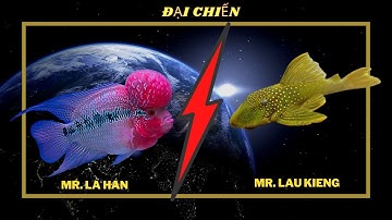 Đại Chiến Cá La Hán Với Cá Lau Kiếng | Thuy Sinh XD