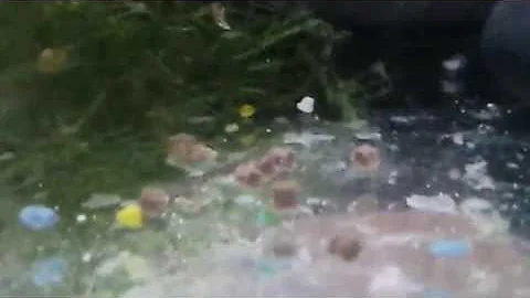 My new axloti eggs (new to this so plz no bad comm...