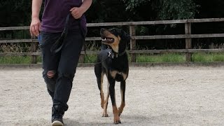Hector  Transylvanian Hound  3 Weeks Residential Dog Training