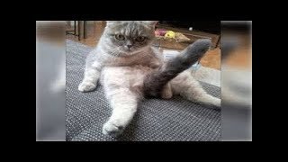 ПРИКОЛЫ С ЖИВОТНЫМИ 2018! НОВЫЕ ПРИКОЛЫ! ПОДБОРКА, НАРЕЗКА СМЕШНЫХ МОМЕНТОВ И ФЕЙЛОВ ПРИКОЛЫ С ЖИВОТНЫМИ 2018! НОВЫЕ ПРИКОЛЫ! ПОДБОРКА, НАРЕЗКА СМЕШНЫХ МОМЕНТОВ И ФЕЙЛОВ