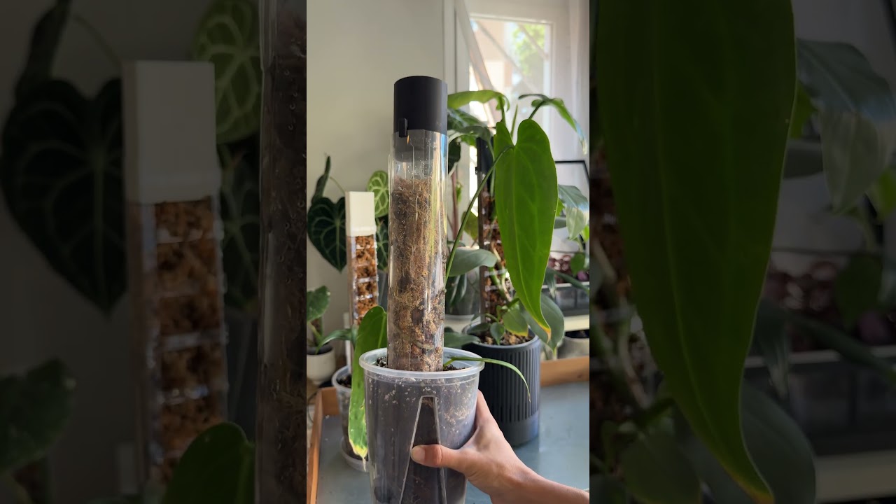 How to keep your moss pole consistently moist