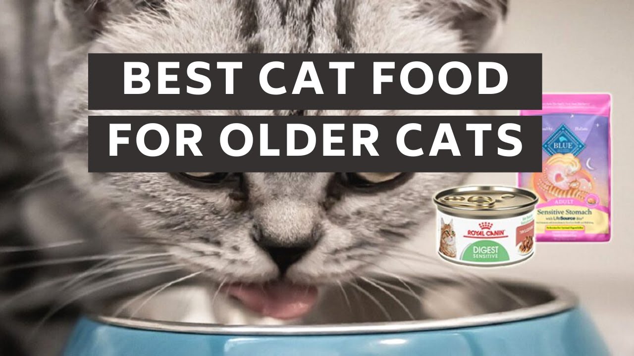 Best Cat Food for Older Cats - YouTube