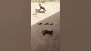 جن متلبس على هيئة قط 