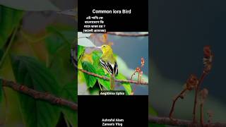 এটা কি পাখি/ Which Bird is this shortsfeed bird birds birdschirping শর্ট shorts short pakhi