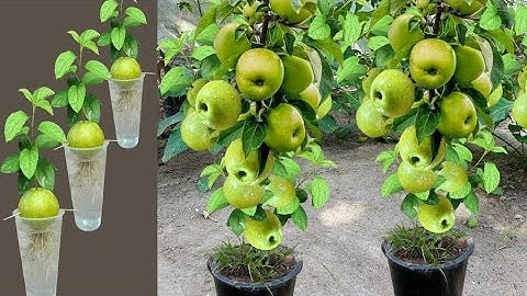 New Technique: Grafting Apples in a cup of water | How to grow apples tree @RiskyGarden