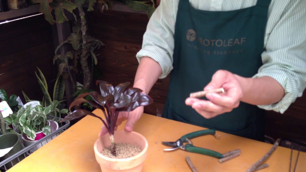 コルジリネの挿し木の仕方 Youtube