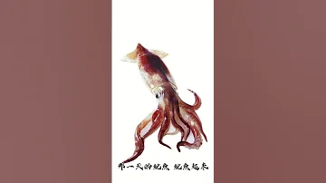 那一天的魷魚 魷魚起來 Lemon 魷魚 