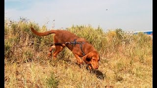 Storm  - Bloodhound Mantrailing 10-15-2015