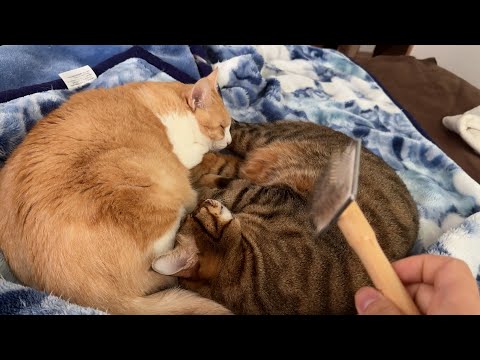 朝から仲良く寝ている猫たちの毛をブラシで抜きまくってみました。