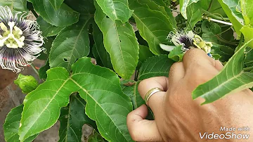 Como fazer para o pé de maracujá produzir?