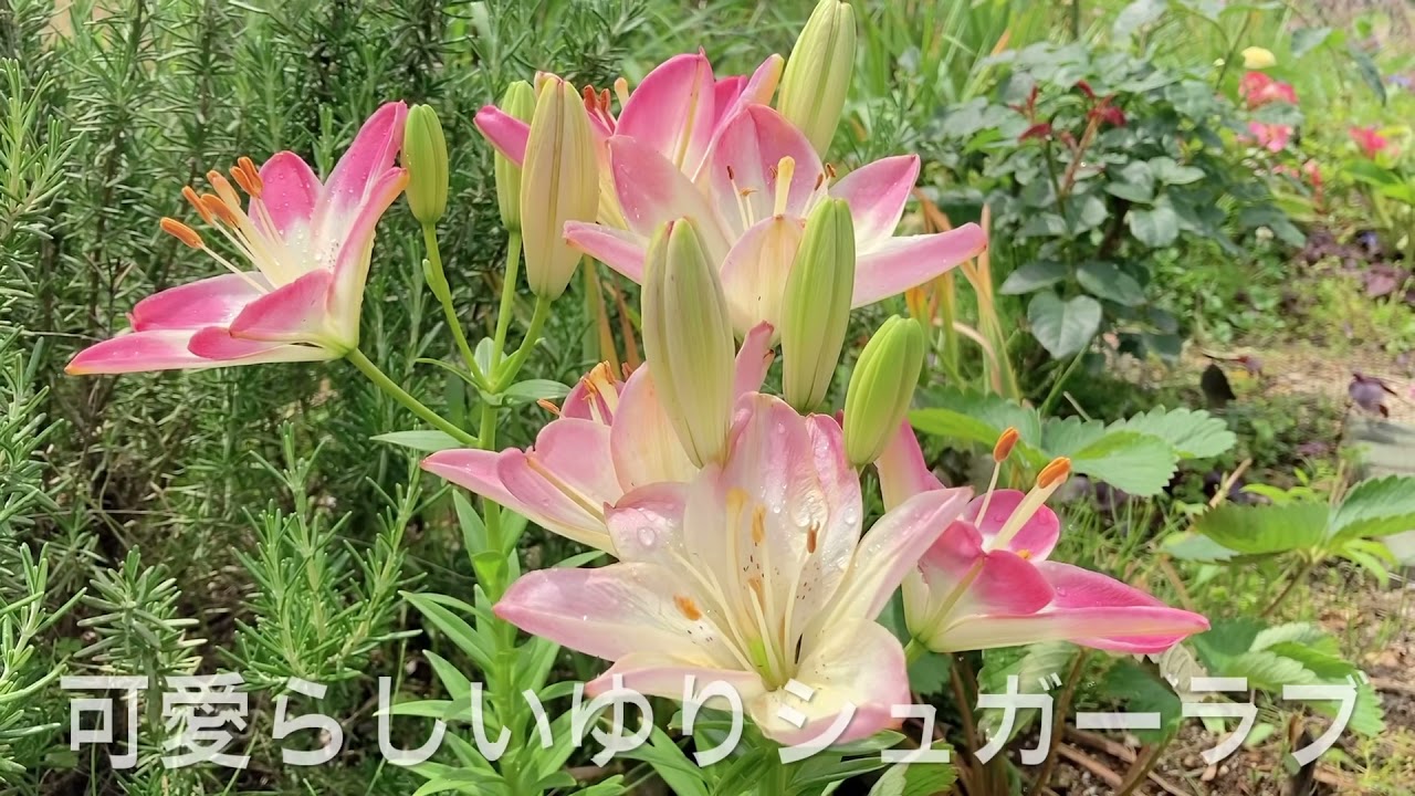 庭便り 初夏に咲く花とハーブ のんびりガーデニングを楽しもう Youtube