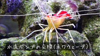 水流ポンプを交換（ネワウェーブ）