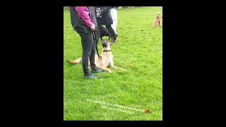 Train n Walk socialisation workshop. Real world dog training!