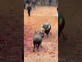The Two Cows Seem To Understand Something Bullfighting Bull Animals Cow Funny The Two Cows Seem To Understand Something Bullfighting Bull Animals Cow Funny