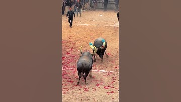 The two cows seem to understand something.#bullfighting  #bull #animals #cow #funny