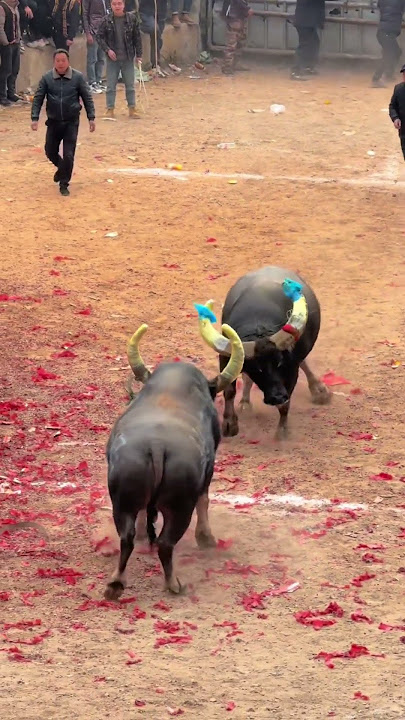 Kedua sapi itu tampaknya memahami sesuatu.#adu banteng #banteng #hewan #sapi #lucu