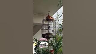 Oriental Maggie opek bird