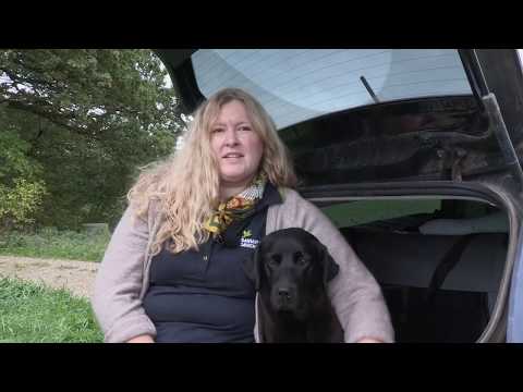 Video: Sådan lukkes en baggård til hunde